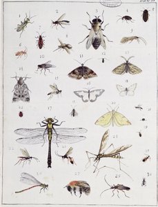 Forskellige insekter, planche IV fra "Diarium Zoologicum", 1787 (pen og blæk og wc på papir)